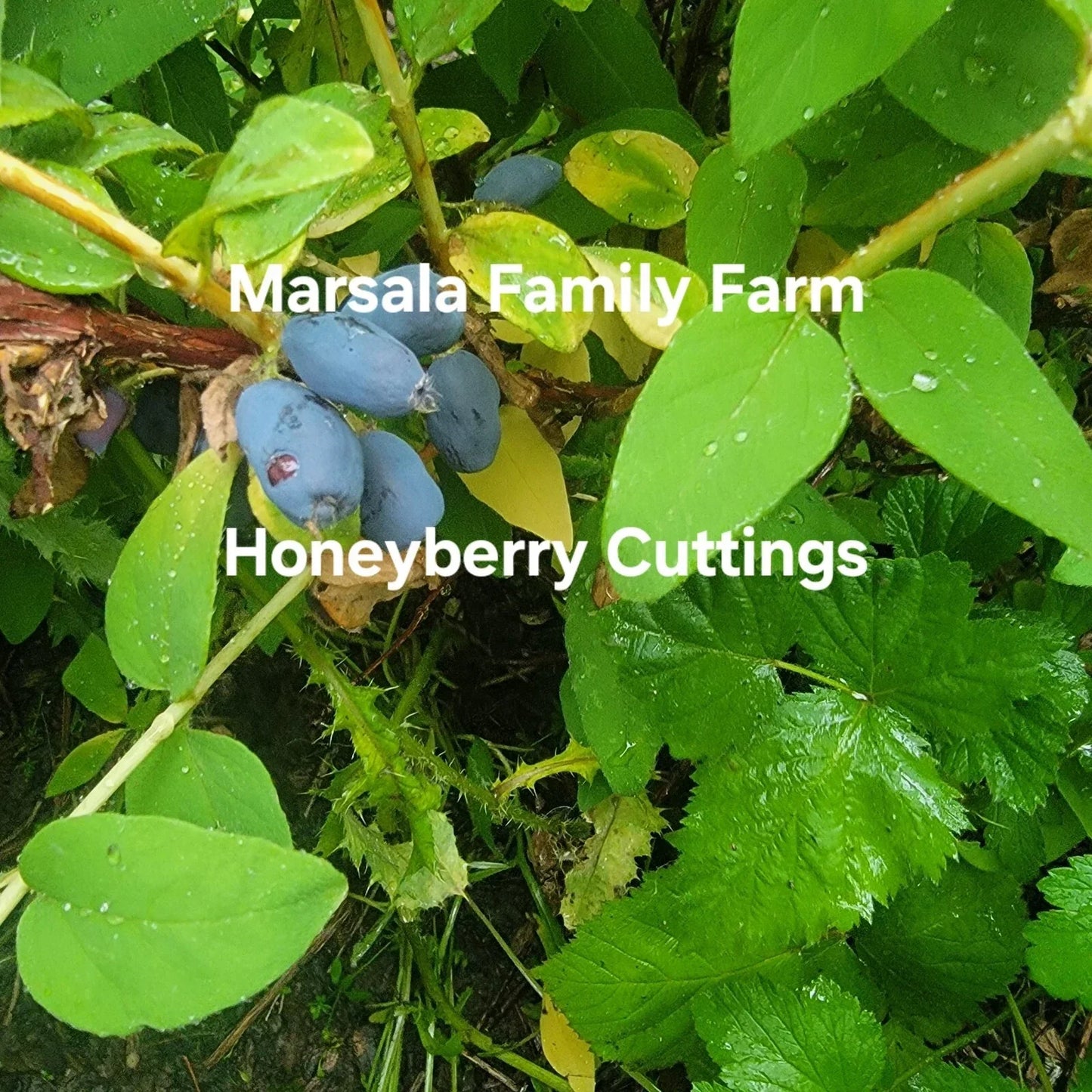 Honeyberry Cuttings 8 pcs 4-8" Giant Berry Blue Boreal Blue Moose Lonicera caerulea - Premium Home Garden Plants