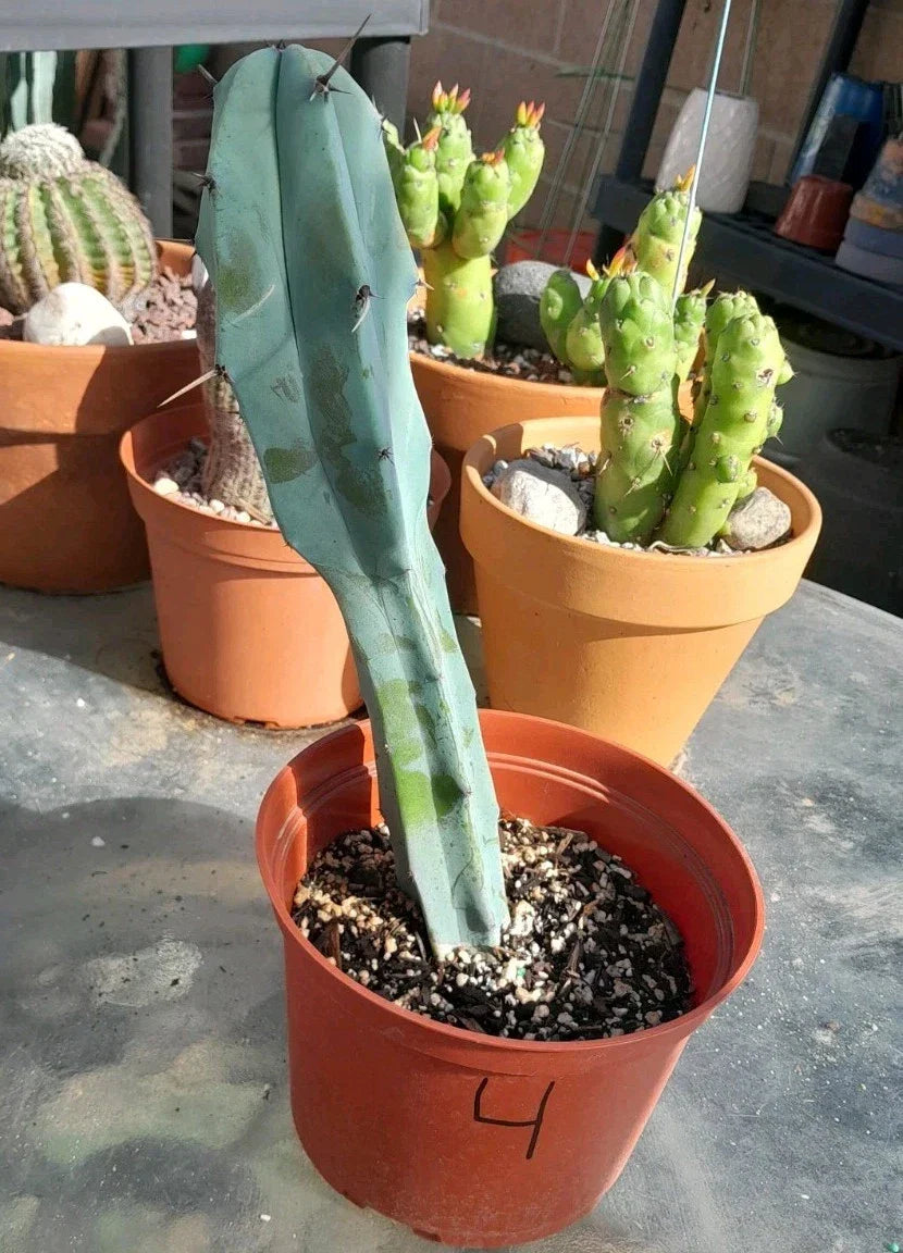 Myrtillocactus Geometrizans Blue Candle Plant - Rooted 10-12" Succulent, Unique Color Desert Cactus, Indoor Gardening
