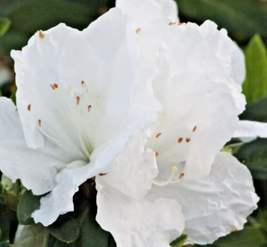 Rhododendron Azalea Snow White 6" Live Plant Bush - Rhododendron 'Snow White' Evergreen Flowering Shrub for Garden