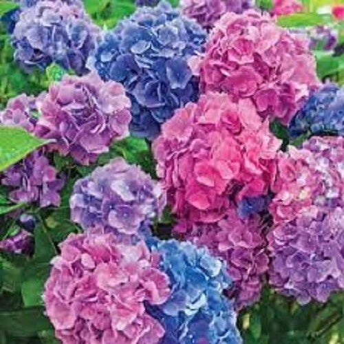 LA Dreaming Hydrangea Seeds - 5 Perennial Flower Seeds - Blue & Pink Blooms - Hydrangea macrophylla for Garden