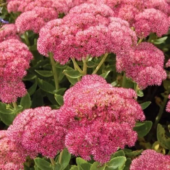 Sedum Autumn Joy 3-Pack Live Plants, Pink Blooms, Bare Root, Hylotelephium telephium, Drought Tolerant, Perennial, Bee Friendly