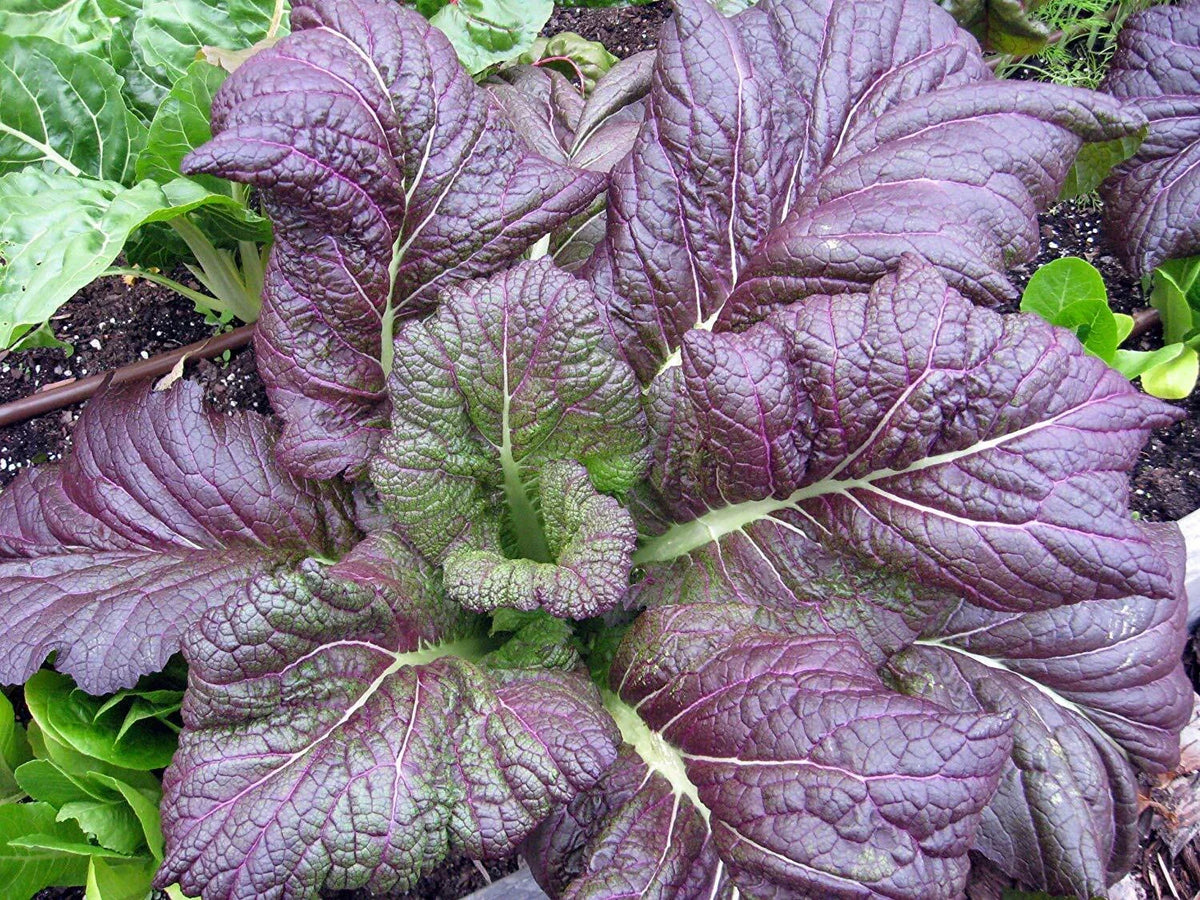 Red Giant Mustard Seeds 100g Pack, Non-GMO Heirloom Variety, Brassica juncea, Fast-Growing Leafy Greens for Garden