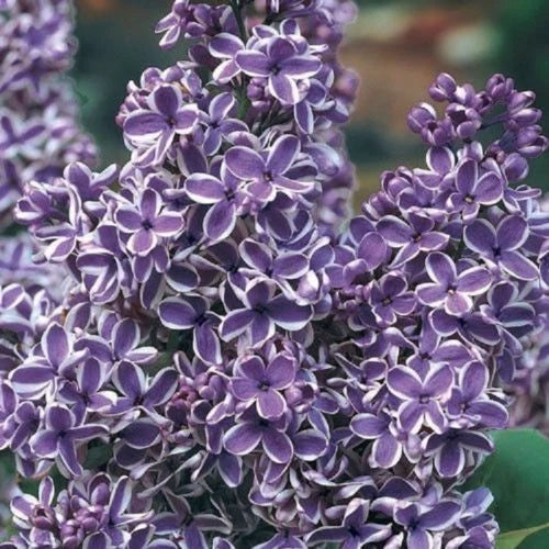 25 Lilac Seeds - Purple White Fragrant Hardy Perennial - Syringa vulgaris - Attracts Pollinators - Easy to Grow