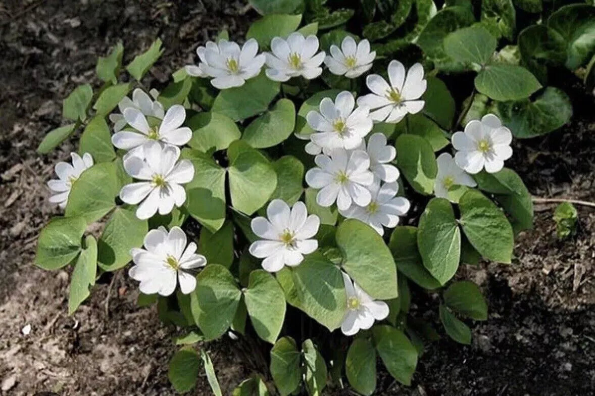 Twin Leaf Plant Bareroot - 10 Organic Roots Jeffersonia diphylla - Native Perennial Wildflower for Forest Garden