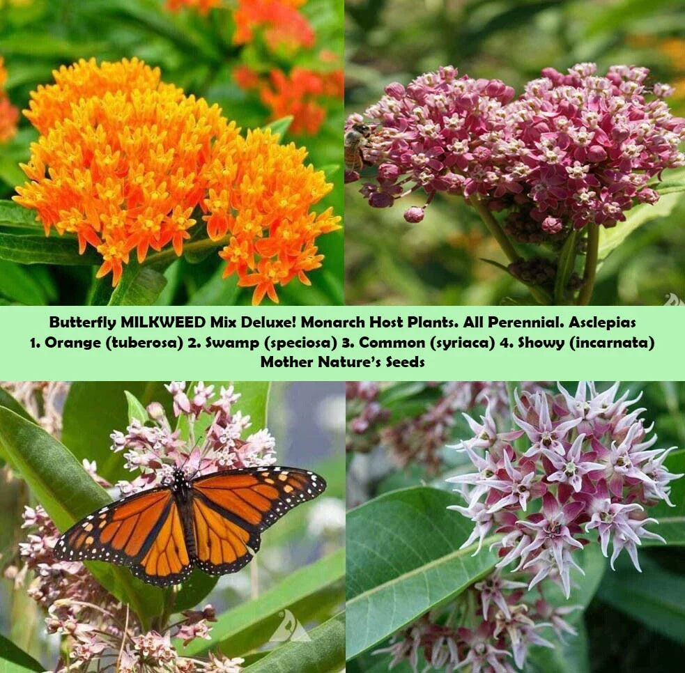 Milkweed Seeds - 100 Non-GMO Perennial Monarch Butterfly Host Plant - Asclepias spp. - Eco-Friendly Garden Mix