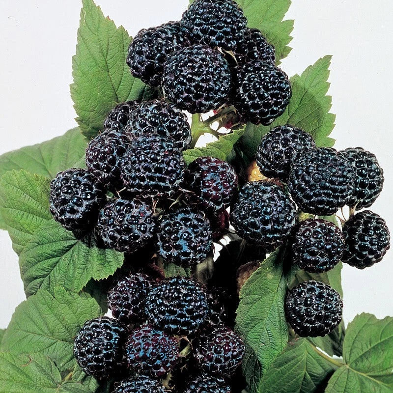 Live Rooted Starter Plant - Jewel Black Raspberry - Self-Pollinating - Rubus occidentalis 'Jewel' - Zones 4-8