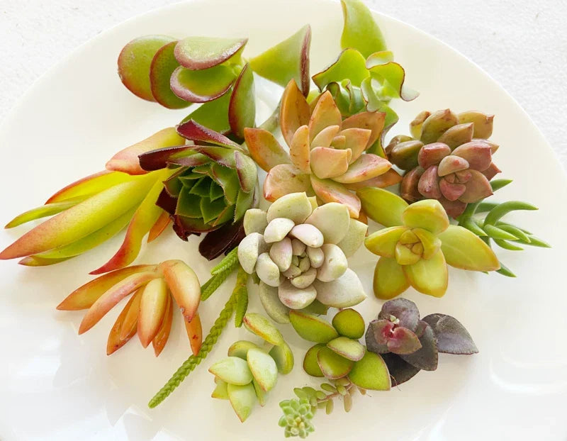 Succulent Cuttings - 15 Colorful Varieties - Healthy Mix for Planting & Arrangements - Various Species