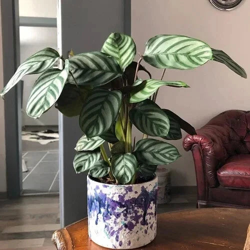 Calathea Seeds - 25+ Anulque Variety for Indoor & Outdoor Gardening - Calathea ornata - Free Shipping