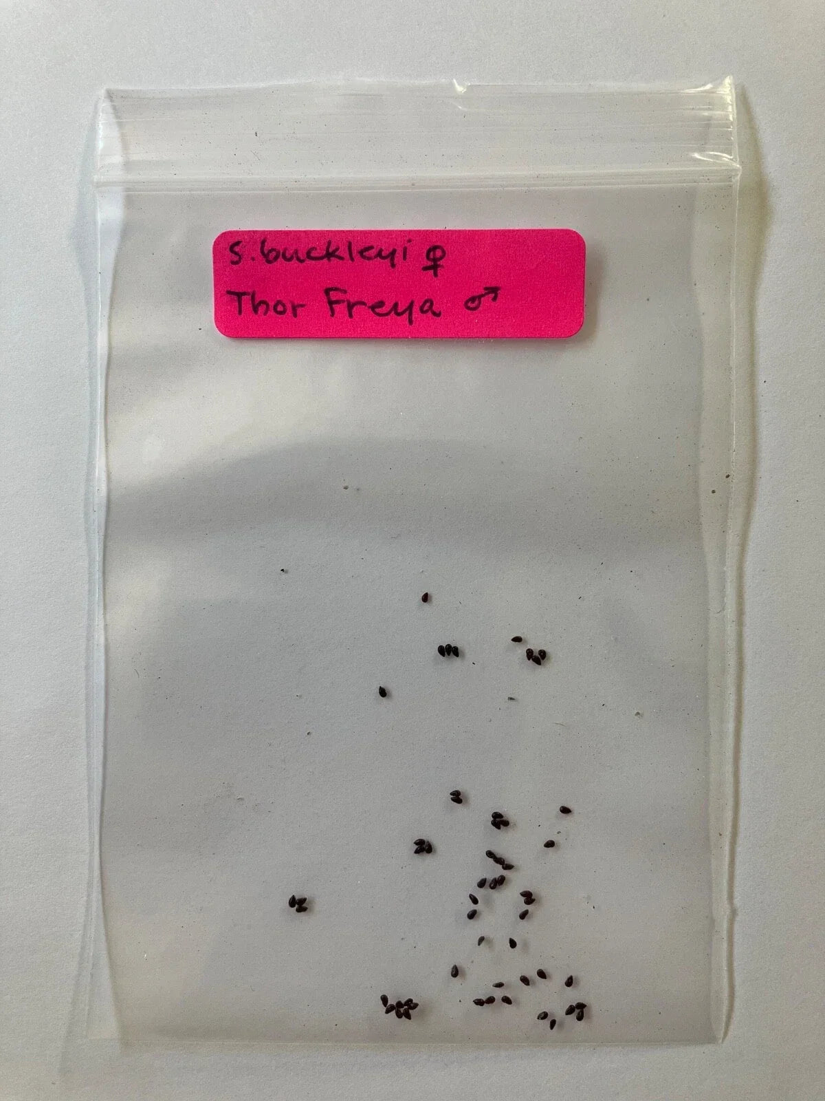 Hybrid Carnivorous Plant Seeds - S. buckleyi x Thor Freya - Rare Exotic Botanical Collection - Easy to Grow for Gardeners