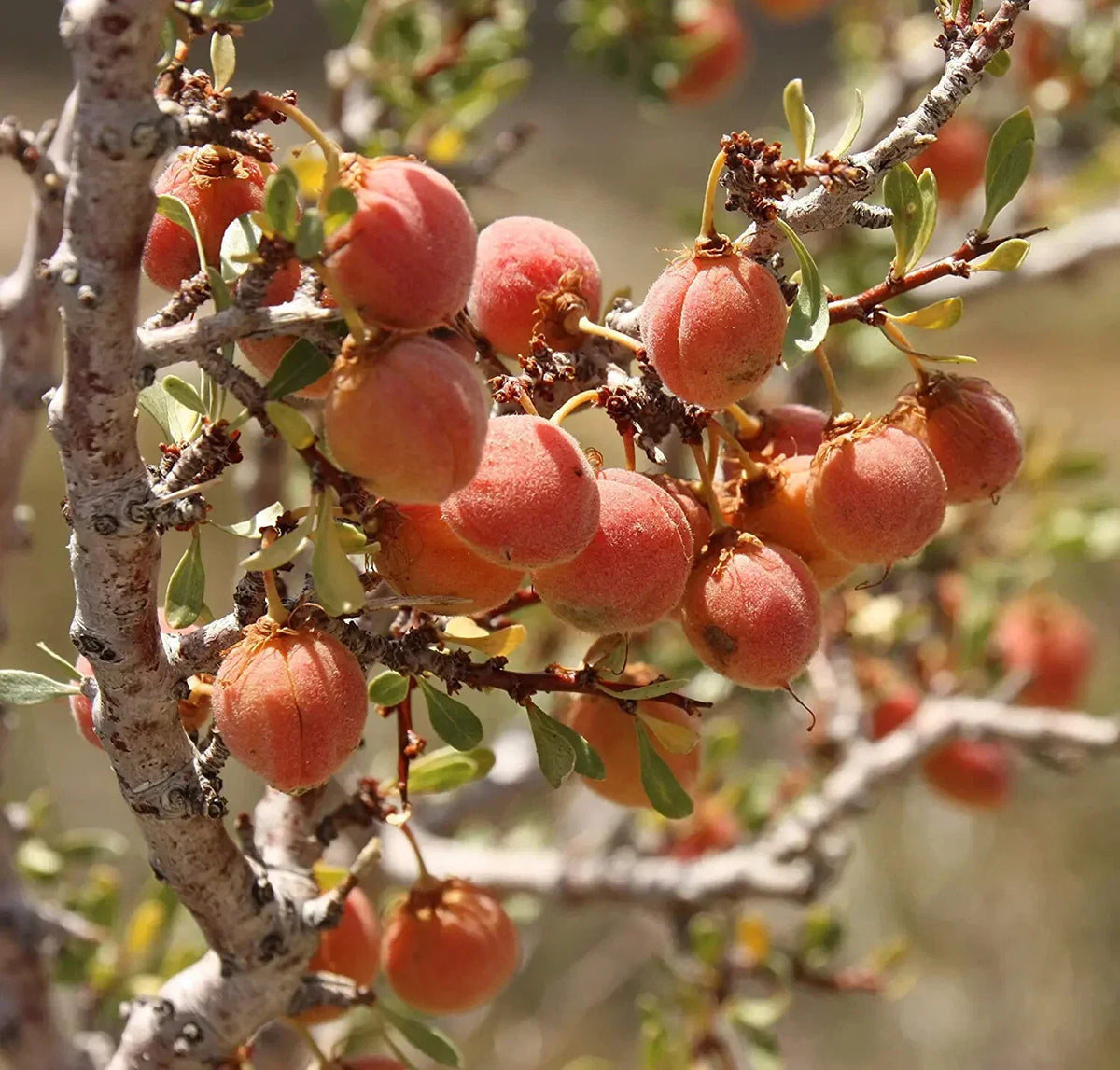 Desert Peach Bush Seeds - 5 Pack - Drought-Tolerant Prunus andersonii - Pink Blossoms - Native Plant for Arid Gardens