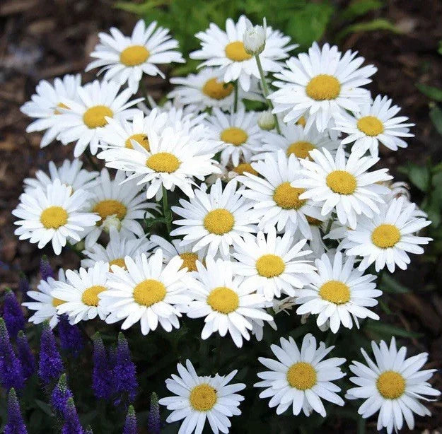 Alaska Shasta Daisy Seeds - 1000 Seeds - White Flowers with Yellow Centers - Chrysanthemum maximum - Perennial Garden Flower