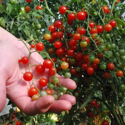 Sweet Pea Currant Tomato Seeds - 120+ Rare Heirloom Seeds - Solanum lycopersicum var. currant - Tiny Flavorful Tomatoes