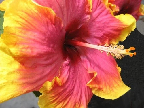 Extra Large Hibiscus Live Plant - Hot Pink & Yellow - Hibiscus rosa-sinensis - 6-Inch Pot