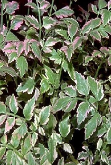 Live Variegated Water Celery Plant - Potted Aquatic Marginal Plant (Oenanthe javanica) for Ponds and Water Gardens