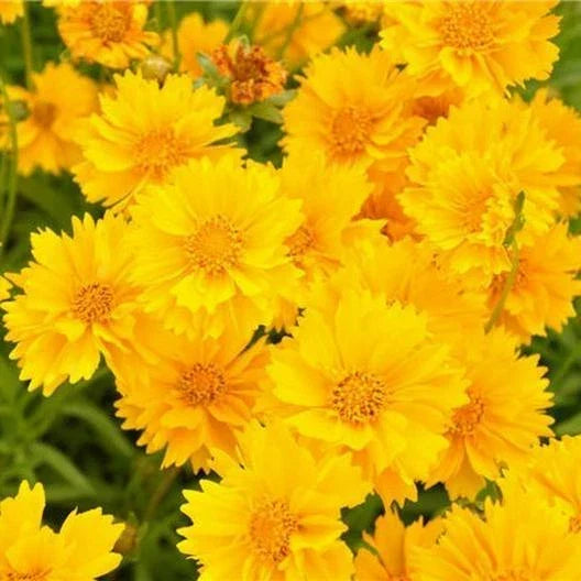 Lance-Leaf Coreopsis Seeds 100 Pack SUNBURST Non-GMO Perennial Wildflower Coreopsis lanceolata, Golden-Yellow Blooms