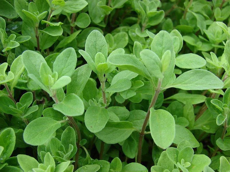 Sweet Marjoram Herb Seeds 200-10,000 Count Bulk, Origanum Majorana, Culinary Gardening, Aromatic Cooking Herb