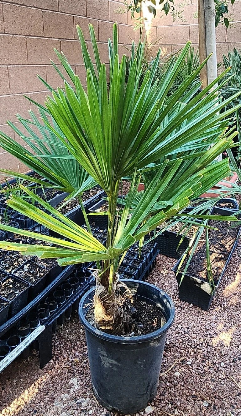 Windmill Fan Palm Tree Live Plant, 34"-38", Trachycarpus fortunei, Indoor/Outdoor Tropical Decor