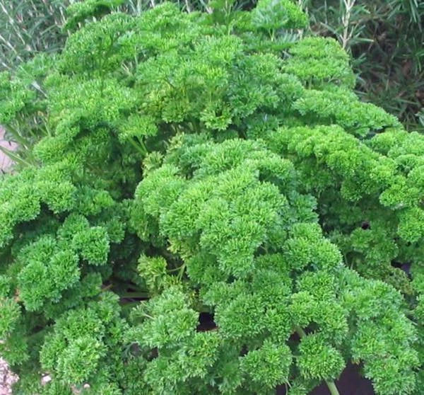 Moss Curled Parsley Seeds, 500+ Non-GMO Heirloom, Petroselinum crispum - Ideal for Culinary Herb Gardening