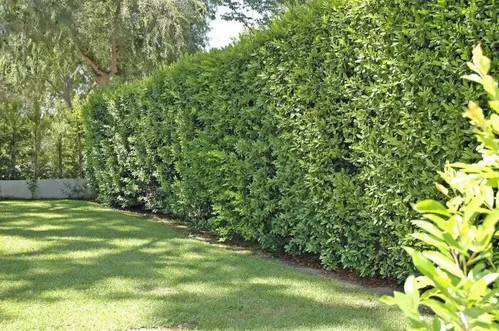 Cherry Laurel Cuttings 5+2 Pack Fresh Unrooted Shrubs Prunus laurocerasus Evergreen Ornamental Hedges