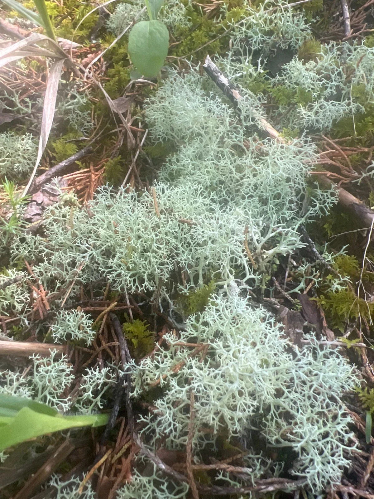 Dried Reindeer Moss Lichen 100g Green for Terrariums, Crafts & Decor Cladonia rangiferina