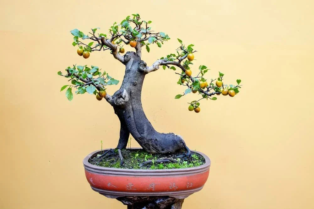Persimmon Bonsai Tree Seeds - 10 Pack - Diospyros kaki - Indoor/Outdoor Gardening - Made in USA, Ships from Iowa