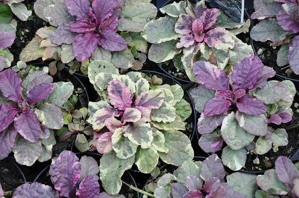 Ajuga Reptans Burgundy Glow Ground Cover - 3 Rooted Perennial Plants for Garden Landscaping - Bugleweed with Blue Flowers