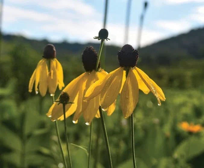 Weeping Coneflower Seeds (100 Seeds) - Ratibida pinnata - Easy to Grow Native Wildflower for Garden Planting