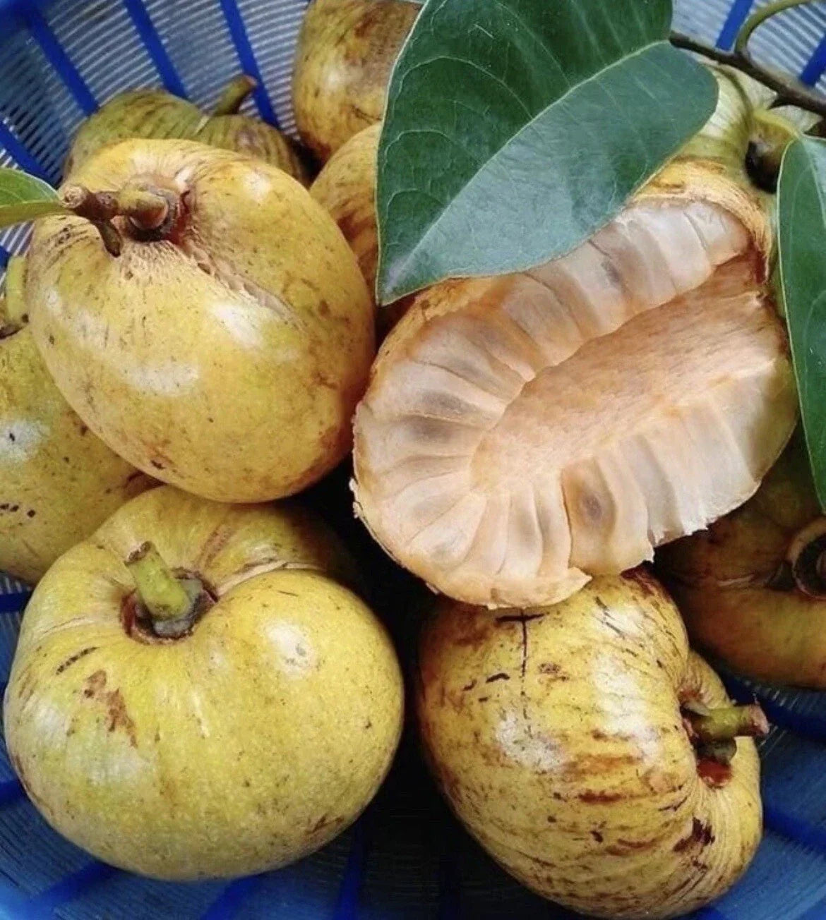 Pond Apple Seeds - 10 Seeds - Annona Glabra - Alligator Apple - Fresh 2024 USA - Tropical Deciduous Tree for Wetlands