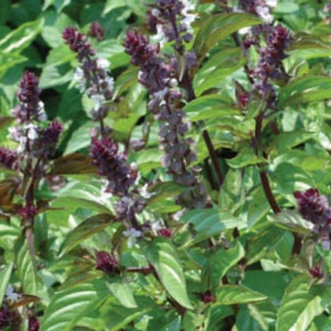 Basil Seeds 500+ Heirloom Cinnamon Variety - Ocimum basilicum, Non-GMO, Organic, Ideal for Cooking & Gardening