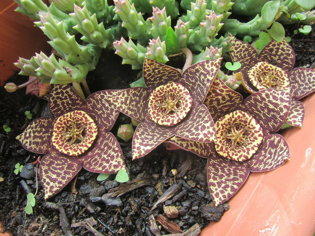 Orbea Variegata Cutting - 3" Rare Lifesaver Plant - Unique Blooms, Succulent Variety - Low Maintenance, Indoor/Outdoor