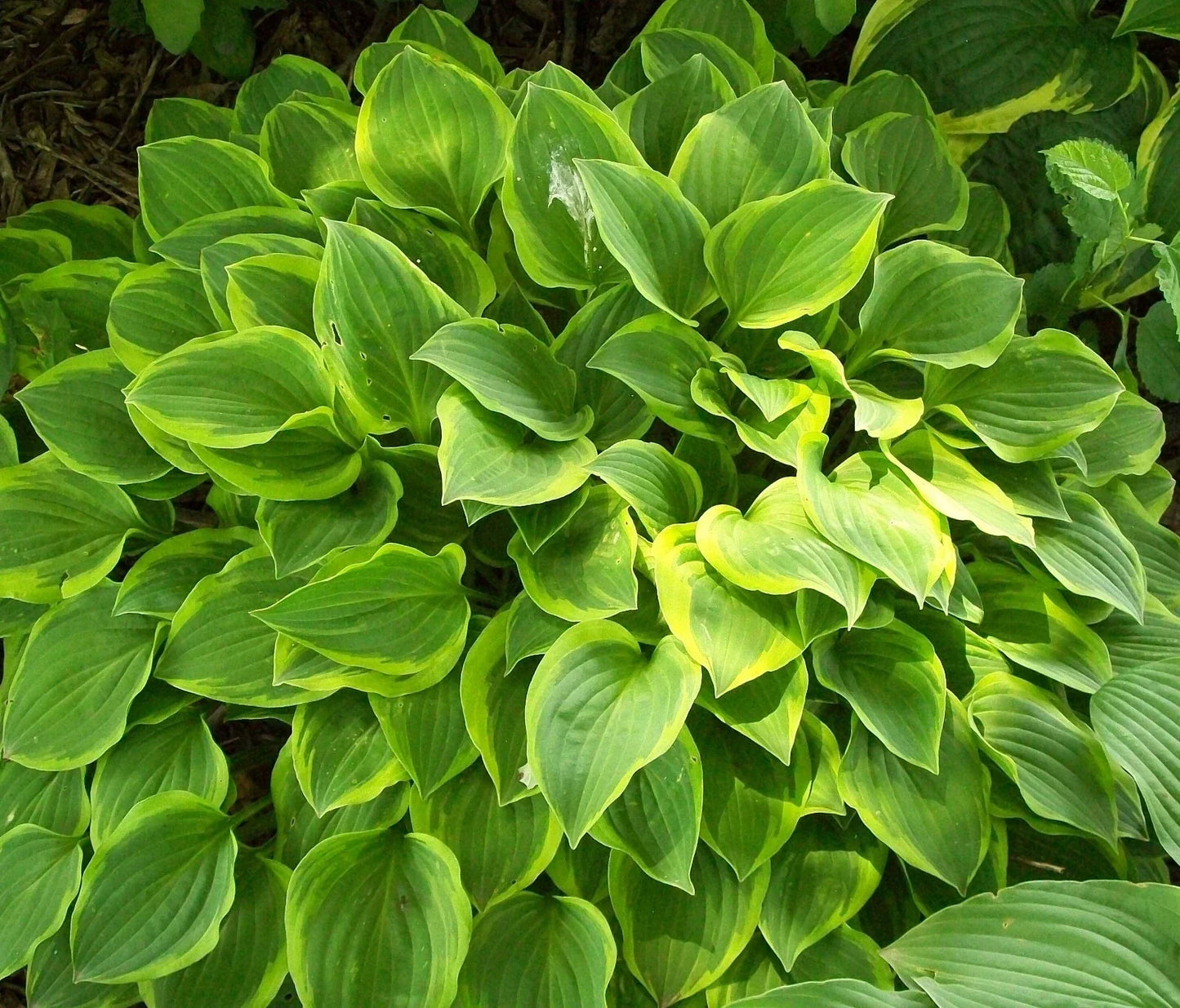 Hosta Plants Lot of 2 | Golden Tiara Variety | Gold Foliage | Hosta 'Golden Tiara' | Perennial | Shade Garden