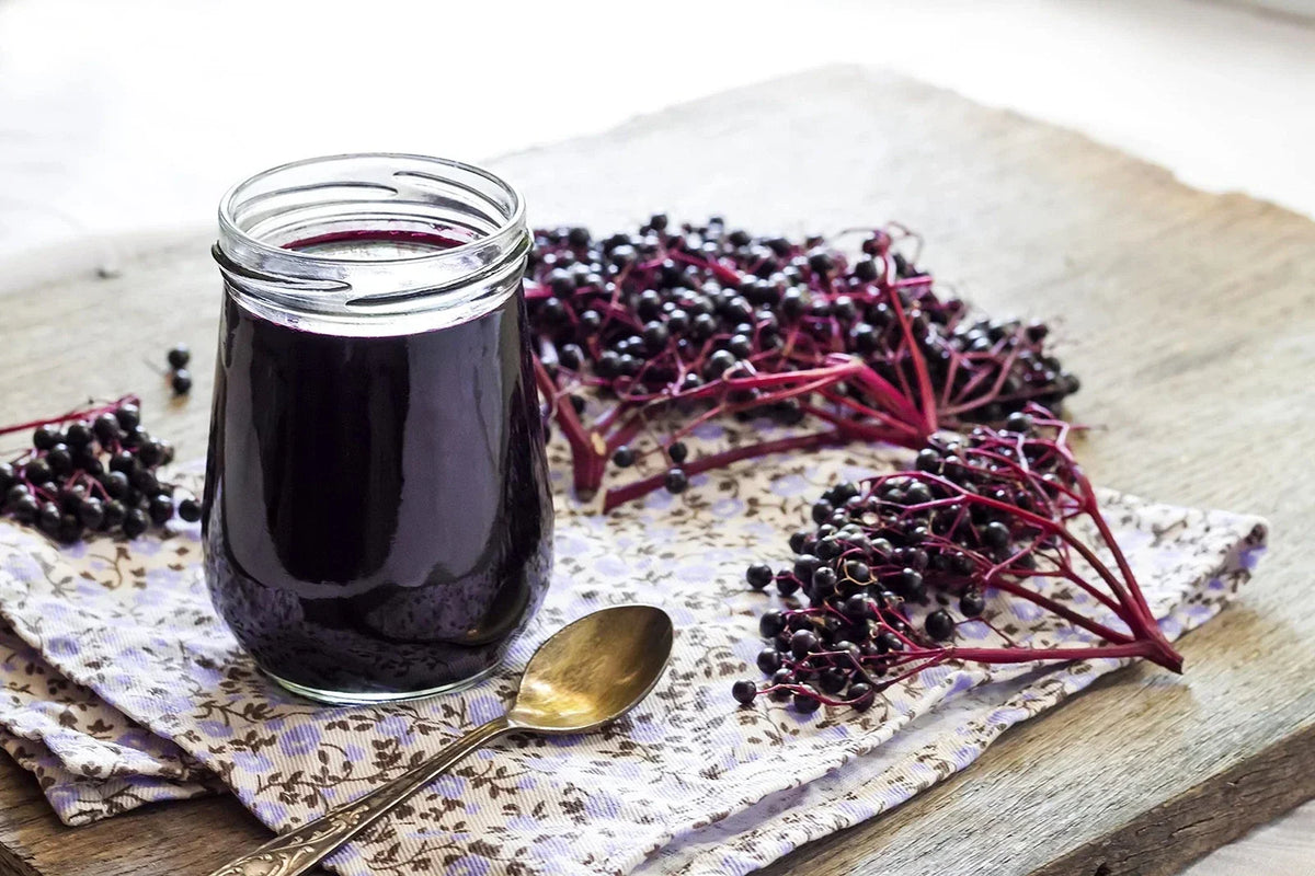 Fresh Elderberry Cuttings - 5 Black-Bearing Cuttings - Sambucus nigra - High-Yielding Berry Bushes for Garden