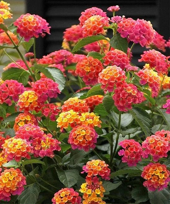 50 Verbena Seeds - Pink Orange Wildflower - Perennial Verbena bonariensis - Attracts Pollinators, Easy to Grow