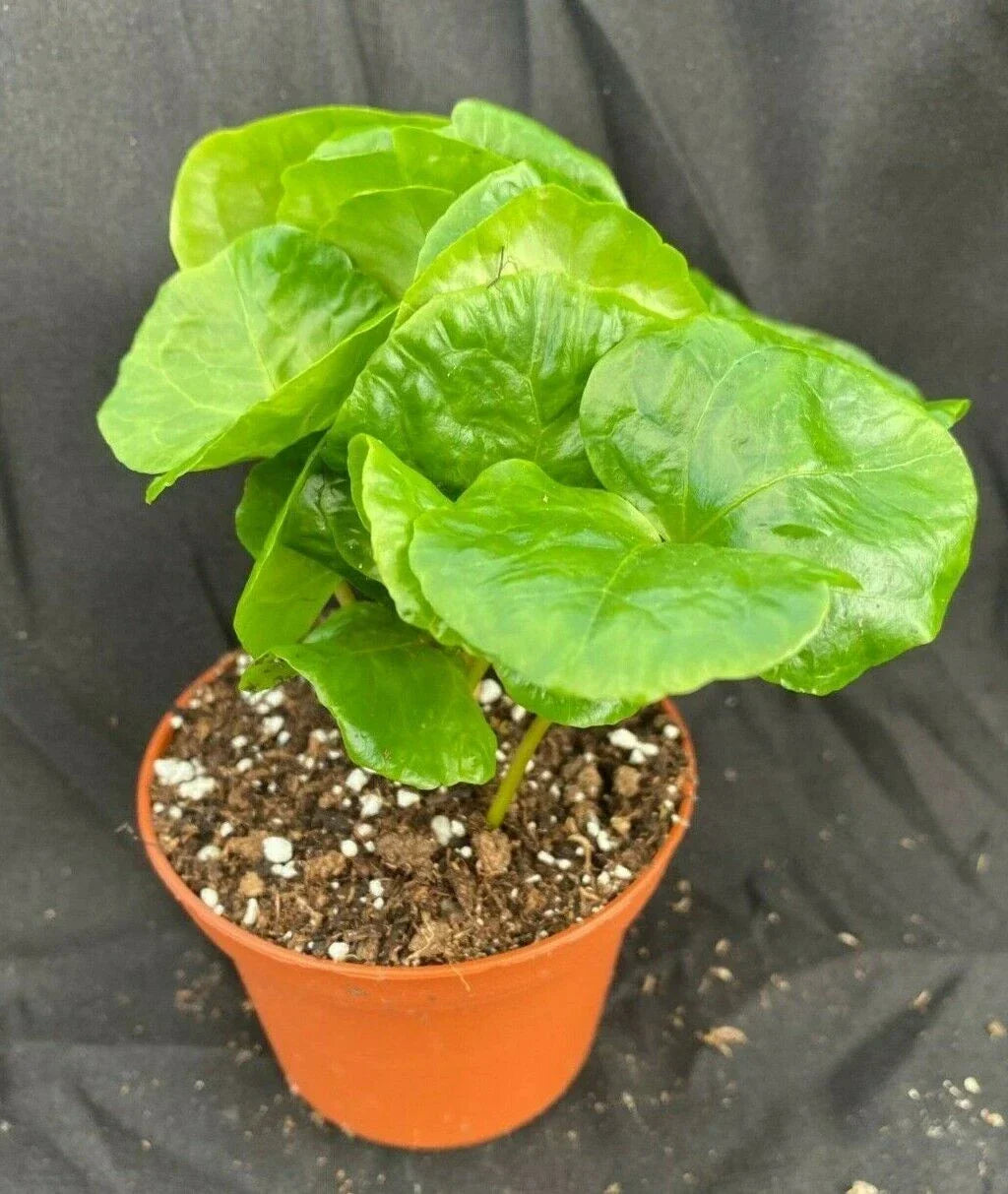 Coffea Arabica Plant 3" Pot Live Coffee Tree Rooted Houseplant - Compact Indoor Coffee Plant with Glossy Leaves