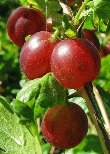 Captivator Gooseberry Plant - Live Dormant Rooted Cutting - Hardy Shrub for Zones 3-8 - Ribes uva-crispa