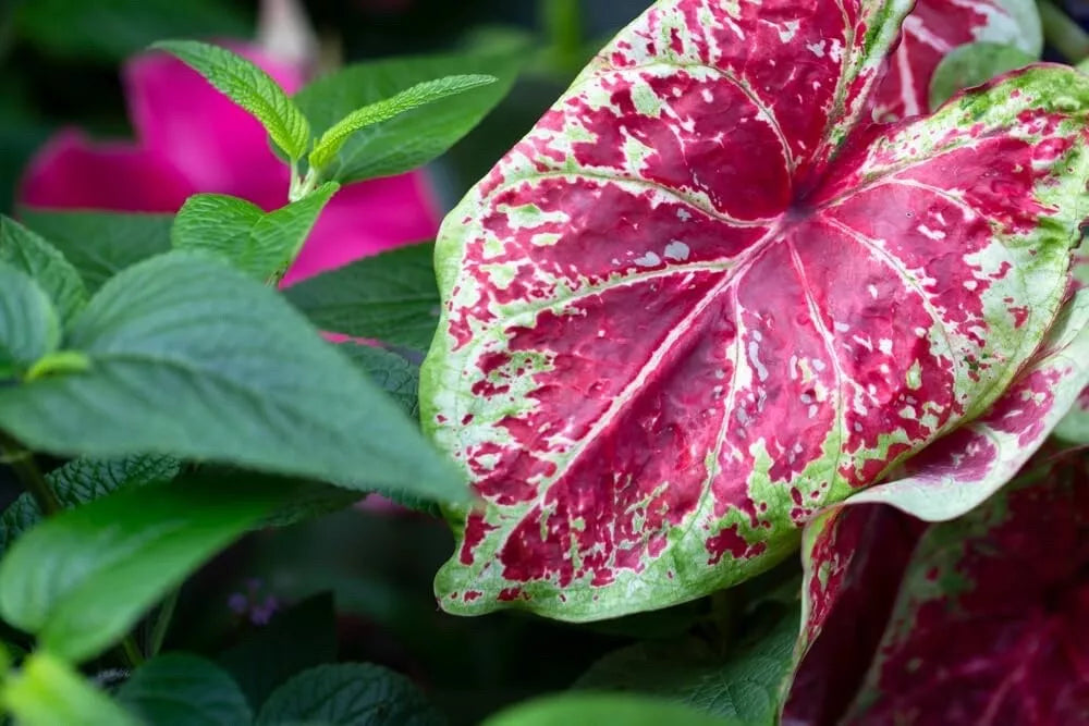 Caladium Bulbs - Sizzle Variety - Colorful Foliage - Caladium bicolor - Low Maintenance Garden Plant