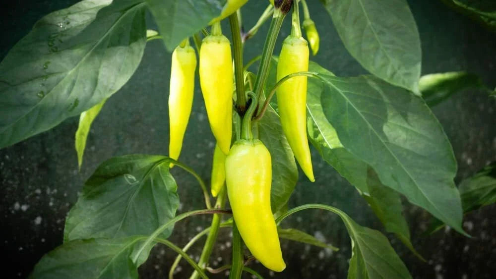 Banana Pepper Seeds 100 Count | Capsicum annuum | Versatile Yellow Peppers for Cooking and Seasoning