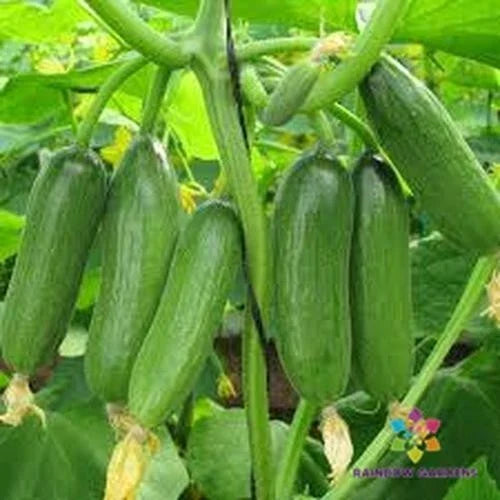 25+ Baby Rocky Cucumber Seeds | Heirloom Variety | Cucumis sativus | Perfect for Garden Planting