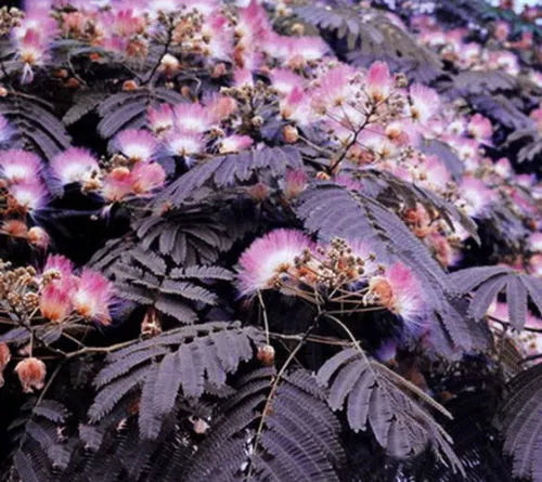 Chocolate Mimosa Tree Seeds - 10 Count - Albizia julibrissin - Unique Chocolate Flowers for Summer Planting