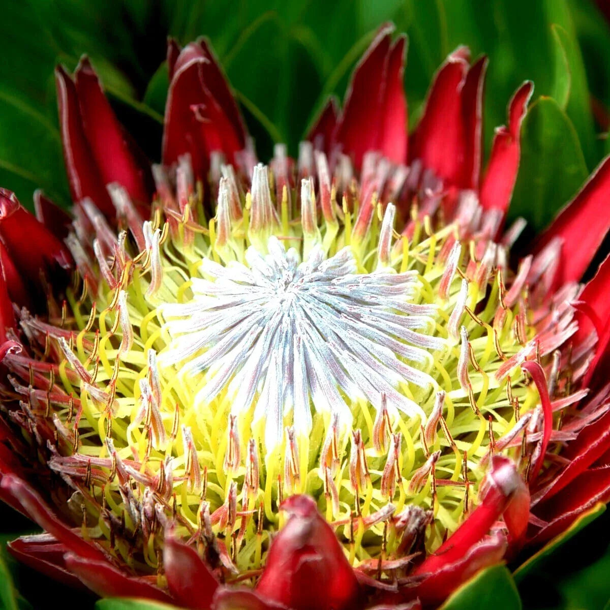 King Protea Seeds 5 Pack - Giant Pink Flowers - Protea cynaroides - Rare Exotic Garden Plant