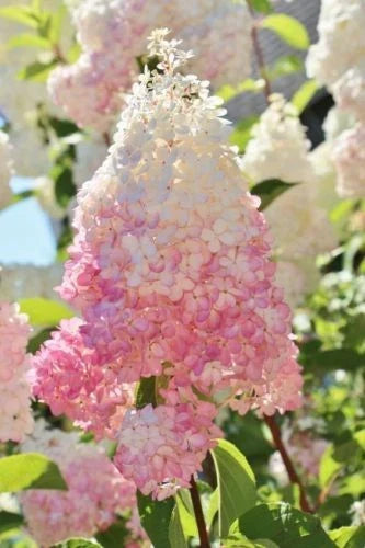 Strawberry Hydrangea Seeds - 5 Pack Perennial Flower Seeds - Light Strawberry Pink - Hydrangea macrophylla