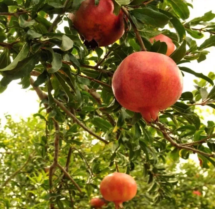 Pomegranate Tree - 2 Live Fruit Plants - Easy Care - Punica granatum - Indoor/Outdoor Gardening