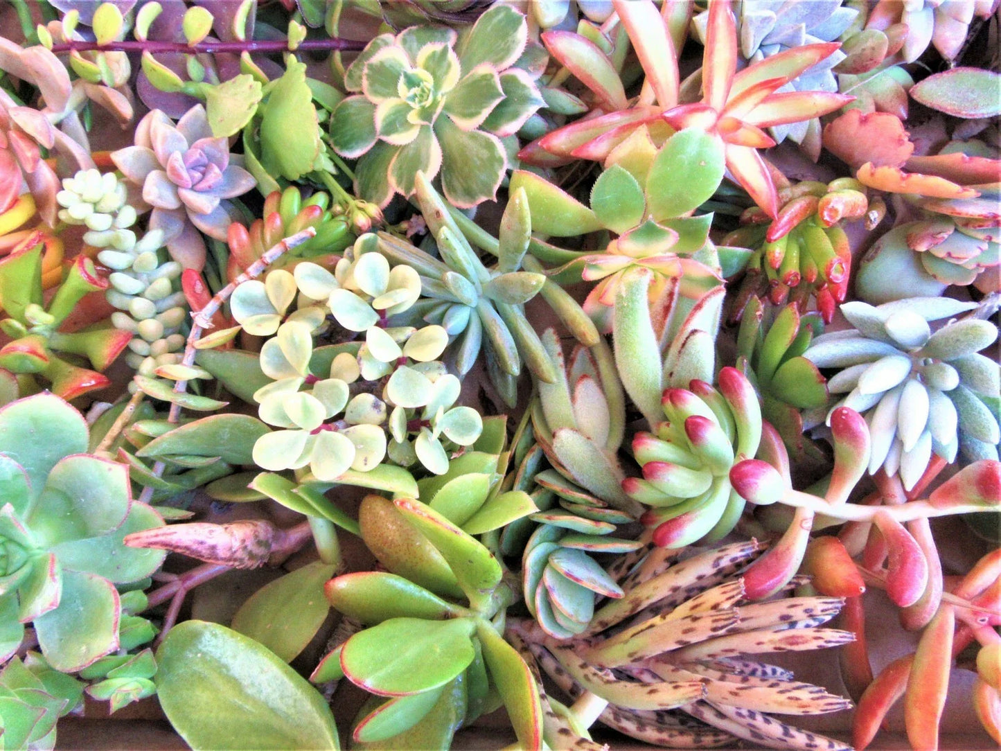 Fresh Succulent Cuttings Set - 30 Varieties, 2-4" Assorted Succulents for Plant Decor or Crafting - Various Species