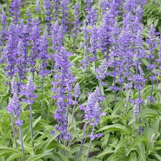 Sage Seeds 500 Pack Blue Salvia Perennial, Non-GMO, Salvia nemorosa 'Blue Hill' for Hummingbirds & Butterflies