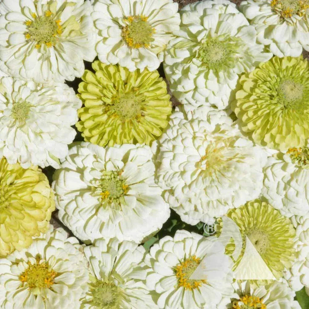 Zinnia Cut Flower Seeds Mix - Key Lime Pie Variety - Non-GMO, 200 Seeds - Zinnia elegans - Attracts Pollinators & Butterflies