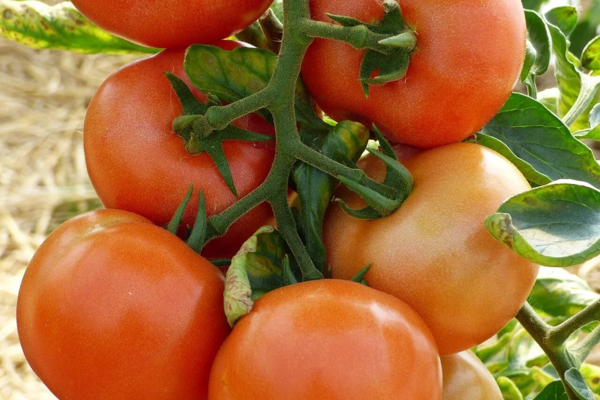 Marglobe Supreme Tomato Seeds 100 Ct | Heirloom Non-GMO | Solanum lycopersicum | Rich Flavor, Great for Home Gardens