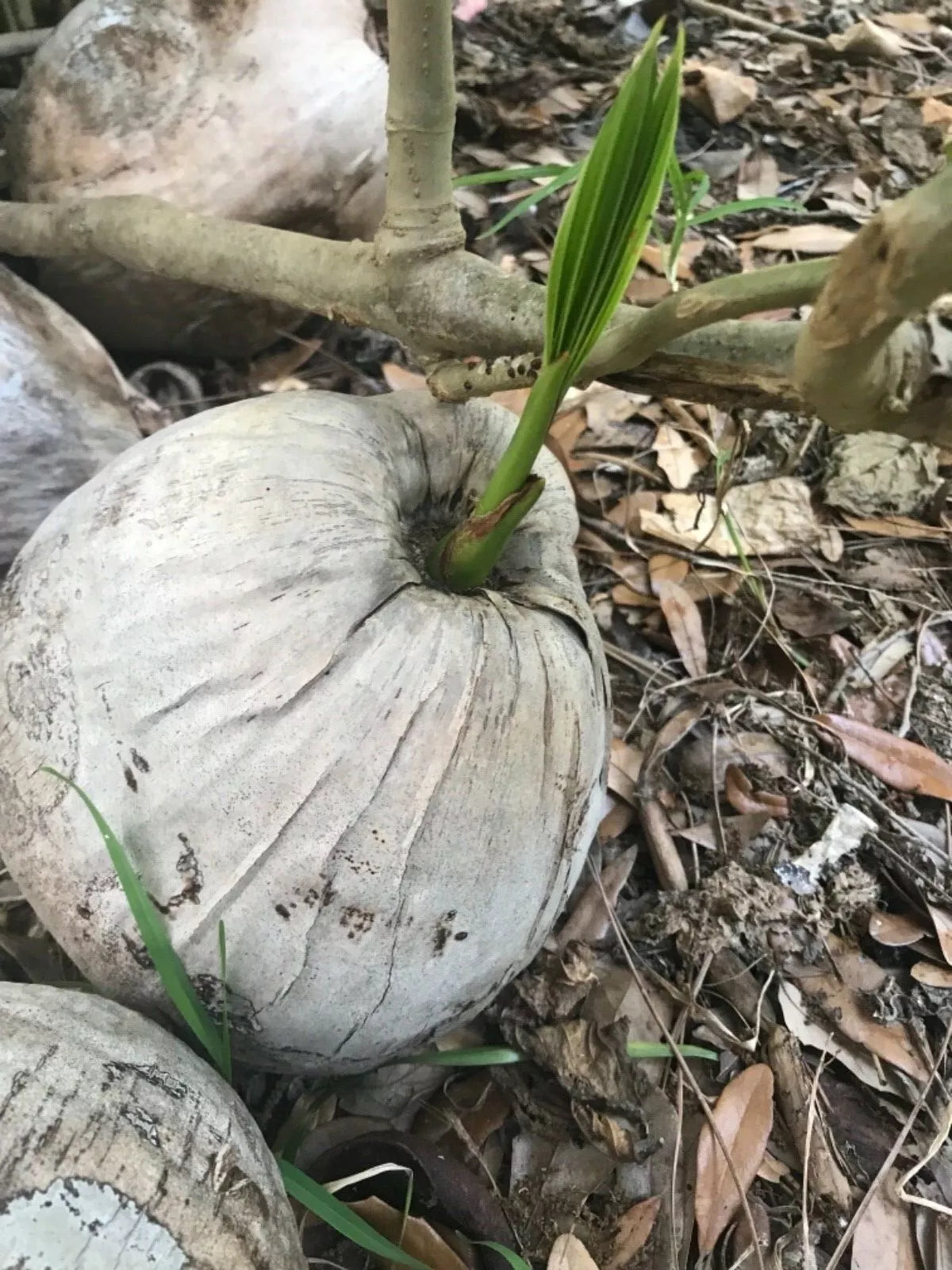 Sprouted Coconut Seed Plant - Variable Size - Cocos Nucifera - Grown in Florida - Tropical Indoor/Outdoor Tree