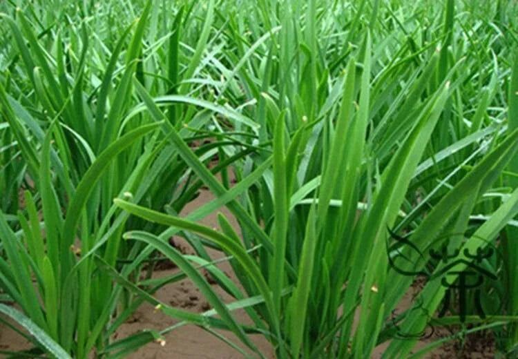 Garlic Chives Live Bare Root Plants 10+ Pack Organic NON-GMO Perennial Herb Allium tuberosum Culinary Garden Starter