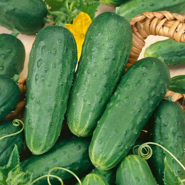Pickling Cucumber Seeds 25+ Pack - Cucumis sativus - Non-GMO, Easy to Grow, Ideal for Homemade Pickles and Summer Harvests