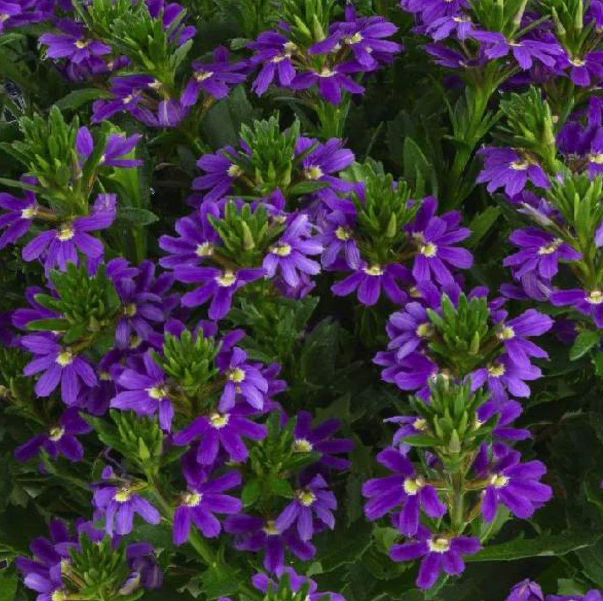 Scaevola Live Plugs, 4 Baby Plants, Touch Indigo, Purple-Blue Blooms, Semi-Trailing, Scaevola aemula, Heat Tolerant